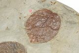 Massive, Plate of Paleocene Leaf Fossils - Glendive, Montana #189118-10